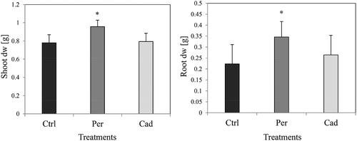 Figure 4. Effect of DSE inoculation on tomato growth (pot experiment with compartments). Tomato plants were non-inoculated (Ctrl), inoculated with Periconia macrospinosa (Per), or inoculated with Cadophora sp. (Cad) and grown in the presence of compartments. Pots contained inorganic forms of N and P, and compartments contained organic forms of N and P. The dry weight (dw) of roots and shoots was measured. One-way ANOVA (P = 0.05, n = 12) followed by Tukey’s post-hoc test showed significant differences between treatments. Significant differences between inoculated and non-inoculated plants are indicated by asterisks.