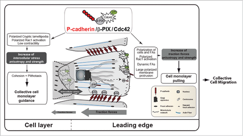 Figure 1. P-cadherin expression induces CCM. P-cadherin expression promotes a mechanical tug-of-war. Indeed, P-cadherin expression is associated with increased intercellular stress anisotropy and strength that promote collective cell guidance, called plithotaxis. P-cadherin expression also increases traction-force anisotropy (by increasing the Tx/Ty ratio that is the ratio between the traction forces parallel to the direction of migration (Tx) and the traction forces perpendicular to the direction of migration (Ty)) and strength that pull the cell layer. P-cadherin expression activates CDC42 through the GEF β-PIX. This generates biological responses, such as polarization of the cell layer, of RAC1 activity, cryptic lamellipodia and FAs in the migration direction, polarized membrane protrusions and FA dynamics, thereby controlling mechanical force anisotropy and strength.