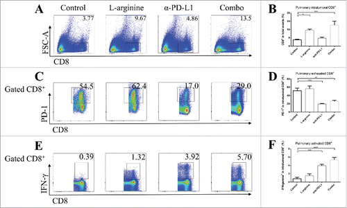 Figure 5. Combined treatment promoted immune response in pulmonary metastasized osteosarcoma. (A) Representative data of frequencies of CD8+ T-cells in metastasized osteosarcoma. (B) Pooled data of proportions of CD8+ T-cells in tumor in different groups (calculated from CD8+/total events). Representative data of proportions of PD-1+ (C) and IFN-γ+ (E) cells in pulmonary intratumoral CD8+ cells. Pooled data of frequencies of PD-1+ (D) and IFN-γ+ (F) cells in intratumoral CD8+ cells from different groups. n = 5/group. * P < 0.05, ** P < 0.01, *** P < 0.001, and **** P < 0.0001. Data were presented as mean ± SEM.