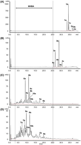 Fig. 2. HPLC chromatograms of the (A) EtOH extract of fresh hops, (B) isomerized hop extract, and water extract of hops stored at 60 °C for 120 h (C) before and (D) after heating the extract. The chromatograms of (C) and (D) represent the components extractable in CH2Cl2 under acidic conditions. Structures of the compounds are given in Fig. 1.