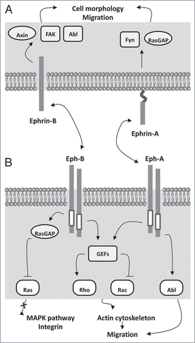 Figure 2 Ephrin signaling. Ephrins signal through reverse signaling and through Eph receptors. (A) reverse signaling occurs through focal adhesion kinase FAK, Abl, the Src family kinase Fyn, Axin and RasGAP. These converge to regulate cell migration through cytoskeleton rearrangement and adhesion. (B) Forward signaling from Eph receptors also engages Abl and RasGAP as well as Rho/Rac to regulate integrin-mediated migration. In addition, Ras downstream signaling controls MAPK and proliferation. Of note, Abl and Fyn signaling are targets of Dasatinib, which specifically inhibits proliferation of lung cancer cells with high expression of Eph receptors. White box: tyrosine kinase domain.