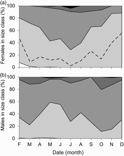 Figure 5. Size distributions (according to carapace length) of (a) female and (b) male Nephrops norvegicus in trawl catch from the Clyde Sea Area transect in each month of 2009. White (10–19.9 mm), light grey (20–29.9 mm), grey (30–39.9 mm), dark grey (40–49.9 mm), black (50 mm+). Black dashed line represents size at onset of maturity of females (SOM = 26 mm CL).