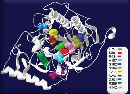 Figure 1 Location of mutations in GALNS structure designed in SWISS Protein Data Bank viewer 4.1.0. The active site (C79) is shown in light green spheres.