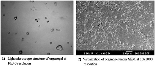 Figure 2. Light microscope structure at 10 × 40 resolution (1) and SEM image at 10 × 1000 resolution of organogel formulation (F2).