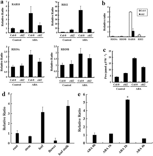 Figure 4. Quantitative RT-PCR analysis and Pro accumulation assay. (a) Expression of the ABA-upregulated genes RAB18, RD22, RD29A, and RD29B in Col-0 and ckl2 seedlings under control conditions or after three hours of exposure to 100 µM ABA. (b) Expression of RD29A, RD29B, RAB18, and RD22 in seeds imbibed for 24 hours. (c) The Pro content of seedlings of each genotype with or without 10 µM ABA for 96 hours. (d) The CKL2 gene was expressed in various tissues (root, stem, leaf, flower, and leaf stalk) in wild-type plants. (e) Expression pattern of CKL2 in two-week-old wild-type seedlings after treatment with 10 µM ABA. The abscissa indicates the time point of post-treatment. Asterisk indicates significant differences between ABA-treated and control samples (nontreated seedlings) by t test: *P <0.05. All the data shown are the means±SD for three repeated assays. Actin-2 was used as a control as needed. All ABA-upregulated genes and Pro accumulation showed statistically significant changes (P<0.05) in the mRNA levels and Pro content in ABA-treated seedlings, compared to control samples (nontreated plants), are shown in this figure, except for RD22 in ckl2.