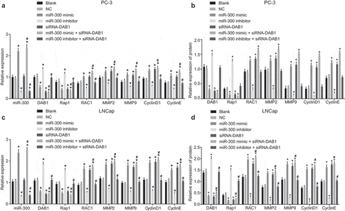 Figure 3. RT-qPCR and Western blot analysis reveals that down-regulated miR-300 reduces the expression of RAC1, MMP2, MMP9, CyclinD1, and CyclinE, but elevate the level of DAB1 and Rap1