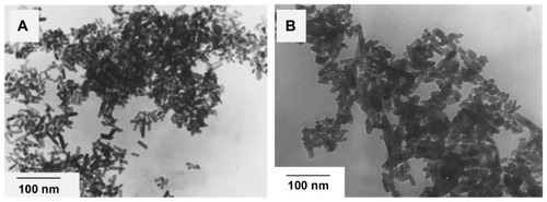 Figure 9 Transmission electron micrographs of nanoapatite crystals prepared from 2 hours of hydrothermal reaction at 140°C and 0.3 MPa using (A) fresh precipitate and (B) aged precipitate.