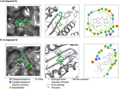 Figure 3. Schematic diagrams of Hsp90 NTDs docked with Compound S and Z. (A) represents PfGrp94 in complex with Compound Z and (B) represents PfGrp94 in complex with Compound S. The surface display of the binding cavity showing the orientation of the compounds when bound to the PfGrp94, a zoomed in 3D representation of the compounds interacting with PfGrp94 and a 2D representation of the bond types and interacting residues. The cut-off was set at 4 Å for the best docked stabilizing pose of the complex. The predicted docking poses were generated using Schrödinger Maestro 2022.1.