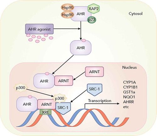 FIGURE 5. The aryl hydrocarbon receptor (AHR) pathway. The pathway is activated by binding of the AHR to ligands that include dioxin-like chemicals (DLCs) and some polycyclic aromatic hydrocarbons (PAHs). This allows for dimerization with the AHR nuclear transporter (ARNT) that forms the transcriptionally active complex that binds to xenobiotic response elements (XRE) and thereby upregulates the transcription of a number of proteins including enzymes involved in biotransformation, indicated here, as well as the AHR repressor (AHRR) that provides negative feedback of the pathway. Hsp90, XAP2, and p23 are chaperone proteins; SRC-1 and p300 are examples of co-regulator proteins involved in transcription. © McGraw-Hill Education. Reproduced by permission of McGraw-Hill Education. Permission to reuse must be obtained from the rightsholder.