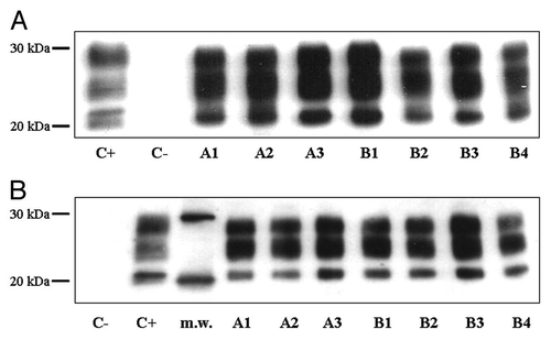 Figure 2 Representative western blot profiles of PrPSc extracted from brains of intracerebrally-(A) and intraperitoneally-(B) infected mice. Lanes A1–A3 show three vehicle-treated mice, lanes B1–B4 deal with four CHF5074-treated mice, and lane C− considers a control non-infected mouse control. PrPSc signals of each sample were quantified comparing them with PrPSc signals of an ovine with classical scrapie (lane C+), used as reference. M.w. indicates molecular mass markers. Membrane was probed with monoclonal antibody SAF 70.