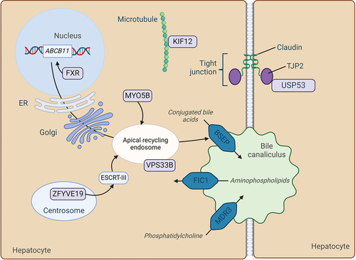 Figure 1. Schematic overview of affected proteins for all discussed PFIC subtypes on a cellular level. Mutations in FIC1, BSEP, MDR3, TJP2, FXR and MYO5B are well established in literature as a cause of PFIC. Mutations in USP53, KIF12, VPS33B and ZFYVE19 putatively cause PFIC. ABCB11, ATP-binding cassette sub-family B member 11 protein; BSEP, bile salt export pump; ESCRT-III, endosomal-sorting complexes required for transport-III; FIC1, familial intrahepatic cholestasis 1; FXR, farnesoid X receptor; KIF12, kinesin family member 12; MDR3, multidrug resistance protein 3; MYO5B, myosin 5B; TJP2, tight junction protein 2; USP53, ubiquitin specific peptidase 53, VPS33B, vacuolar protein sorting-associated protein 33B; ZFYVE19, zinc finger FYVE-type containing 19. Figure created with BioRender.com.