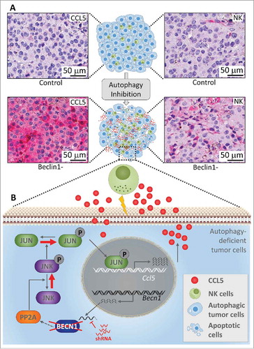 Figure 1. Targeting autophagy induces a massive infiltration of NK cells into melanoma tumors. The upper part (A) shows immunohistochemical staining of NK cells and CCL5 on syngeneic transplanted control or Beclin1-defective B16-F10 melanoma tumor sections. The lower part (B) describes the molecular mechanism underlying the expression of the chemotactic cytokine CCL5. Briefly, shRNA silencing Beclin1 (Becn1) leads to a decrease in the activity of the Protein phosphatase 2A (PP2A) by a mechanism not yet understood. Such a decrease enhances the phosphorylation of JNK which subsequently phosphorylates c-JUN. Phosphorylated c-JUN binds to the promoter of Ccl5 and induces its transcription. CCL5 released by Beclin1-defective tumor cells binds to CCL5 receptor on the surface of NK cells, and induces their infiltration. Functional NK cells recruited to the tumor site kill cancer cells and thereby reduce the tumor volume.