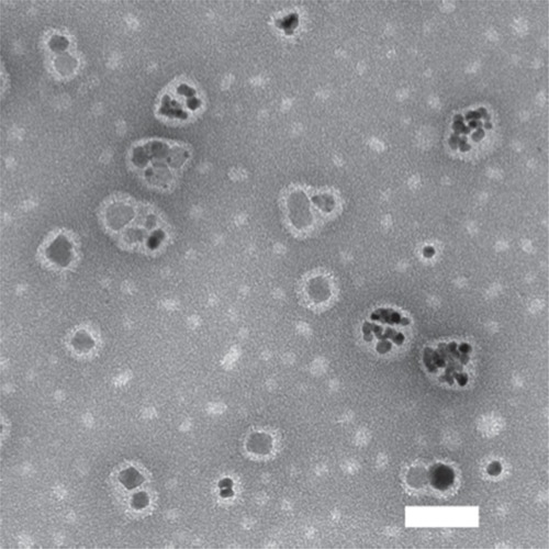 Figure 1 Transmission electron microscopic image of SPMs.Notes: SPMs were applied to a carbon-coated grid and allowed to dry. Adding a drop of 2% uranyl acetate negatively stained the grid. The samples were imaged on an Hitachi 7500 transmission electron microscope with an acceleration voltage of 80 kV. The scale bar is 50 nm.Abbreviation: SPMs, superparamagnetic iron platinum nanoparticles and paclitaxel in a mixture of PEGylated and biotin-functionalized phospholipids.
