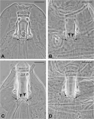 Figure 2. Valvular system of the tardigradum type (type 1); arrows indicate the cuticular folds in the tract connecting buccal tube and pharynx; arrowheads in (b) and (c) indicate the flaps. Scale bars: 20 µm. All slides deposited in the Pilato and Binda collection. (a) Paratype of Milnesium almatyense Tumanov (Citation2006) (Slide No. 5106). The flaps are not well visible while the flexible tract between buccal tube and pharyngeal bulb, with some folds (arrows), is well visible. (b) Valvular system of a specimen of the neotype series of Milnesium tardigradum Doyère (Citation1840) (Slide No. 5489). One flap (arrowhead) and the flexible tract between buccal tube and pharyngeal bulb, with some folds (arrows), are well visible. This flexible tract is caudally dilated the pharyngeal bulb being closer to the buccal tube than in (a). (c) Valvular system of a paratype of Milnesium inceptum Morek et al. (Citation2019) (Slide No. 5821). One flap (arrowhead) and the flexible tract between buccal tube and pharyngeal bulb, with some folds (arrows), are well visible. This flexible tract is caudally dilated, the pharyngeal bulb being closer to the buccal tube than in (a). (d) Valvular system of a specimen of the neotype series of Milnesium tardigradum Doyère (Citation1840) (Slide No. 5489). Two flaps (arrowheads) and the flexible tract between buccal tube and pharyngeal bulb, with some folds (arrows), are well visible. This flexible tract is caudally completely dilated, the pharyngeal bulb being pushed onto the buccal tube.