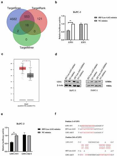 Figure 5. The tRF-Leu-AAG promoted PC development by suppressing UPF1.