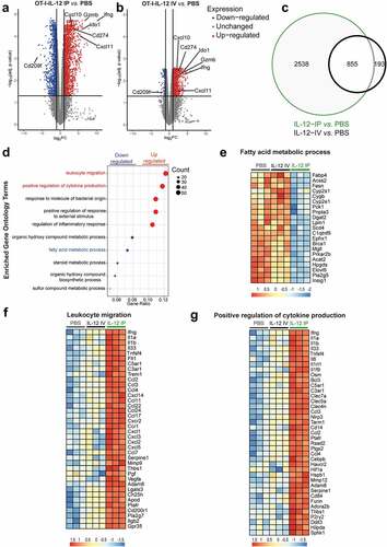 Figure 3. Bulk RNA-Seq of the omentum of mice treated with OT-I-IL-12 shows an early favorable modulation of chemokines and cytokines and reduced fatty acid metabolism when treated locoregionally. a, b. C57BL/6 J mice were treated with OT-I-IL-12 T cells 6 days after challenge with B16-OVA cell line. 18 h after ACT, the omenta were processed and bulk RNA-Seq (n = 3/group) was performed. Volcano plots showing the differentially expressed genes (adj. p-value<0.05; logFC< −1| >1) within each treatment with respect to the PBS group. The dots indicate the most relevant modulated genes. c. Venn diagram indicating the number of differentially expressed genes (adj. p-value < 0.05; logFC < −1 | >1) between each treatment versus the PBS group. The overlap indicates the number of genes that both treatments significantly modulate with respect to the PBS condition. d. The panel reports the five most up-regulated (red dots) and the five most down-regulated (blue dots) terms after gene ontology enrichment analysis of the differentially expressed genes between the OT-I-IL-12 IP-treated group vs. the OT-I-IL-12 IV-treated group. e, f, g Heat maps showing the Z-scored log2 (CPM) expression of enriched genes between the two routes of treatment in the following gene ontology terms: fatty acid metabolism, leukocyte migration, and cytokine production (adj. p-value < 0.05; logFC < −1 | >1).