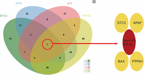 Figure 8 Key genes-related MicroRNA analysis.