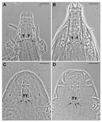 Figure 4. (a–c). Valvular system of the shilohae type (type 2); arrows indicate the conical projections; arrowheads indicate the flaps. Scale bars: 20 µm. All slides deposited in the Pilato and Binda collection. (a) Holotype of Milnesium tetralamellatum Pilato and Binda (Citation1991) (Slide No. 3704). Two flaps (arrowheads) and two conical projections (arrows) are visible. The third ones are not in focus. (b) Holotype of Milnesium brachyungue Binda and Pilato (Citation1990) (Slide No. 3940). Two flaps (arrowheads) and two conical projections (arrows) are visible. The third ones are not in focus. (c) Specimen of Milnesium sp. 4 (Slide No. 5703). Two flaps (arrowhead) are clearly visible, and the three flexible conical projections (arrows) are partially visible, despite the partially reduced distance between buccal tube and pharyngeal bulb. (d) Paratype of Milnesium reticulatum Pilato et al. (Citation2002) (Slide No. 4851). Two flaps (arrowhead) are visible, and three flexible conical projections (arrows) are also visible (the third in the middle, barely) despite the reduced distance between buccal tube and pharyngeal bulb.