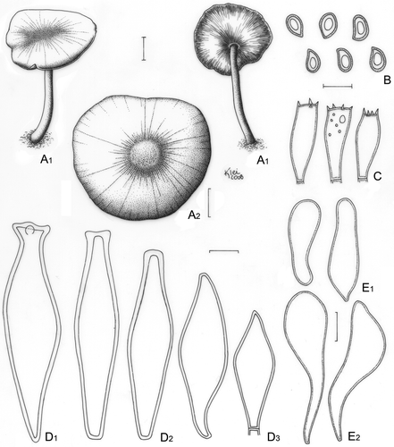 Figure 16. Pluteus xylophilus. A. Basidioma; A1. Menolli Jr. et al. NMJ138 ; A2. Menolli Jr. et al. NMJ143. B, C, D. Menolli Jr. et al. NMJ143. B. Basidiospores. C. Basidia. D. Pleurocystidia; D1. Normal Cervinus-type; D2. Modified Cervinus-type; D3. Magnus-type. E. Cheilocystidia (Menolli Jr. et al. NMJ138); E1. Short vesiculose; E2. Long-cylindrical-clavate. Bars (A) = 1 cm; (B–E) = 10 μm.