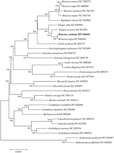 Figure 1. Maximum-likelihood phylogenetic tree inferred from 31 complete chloroplast genome sequences. The position of B. carinata is marked in bold and bootstrap values are listed for each branch.