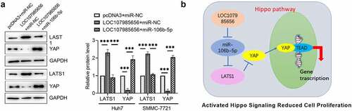 Figure 6. LOC107985656 activated the Hippo pathway through regulating the miR-106b-5p/LATS1 axis. (a) Western blot of the protein levels of LATS1 and YAP were partly reversed by co-transfection with miR-106b-5p. (b) Proposed molecular mechanism of LOC107985656, which acted as a ceRNA mechanism for the miR-106b-5p/LATS1 axis and activated Hippo pathway to inhibit PTC cell proliferation. **p < 0.01; ***p < 0.001; ****p < 0.0001