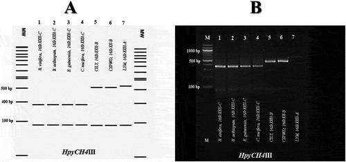 Fig. 4 Virtual (a) and actual (b) HpyCH4III profiles obtained from the SecA amplicons of the phytoplasmas identified in E. guineensis, B. aethiopium, R. vinifera and C. nucifera palms, and phytoplasma strains in subgroups 16SrXXII-A (LYM), and 16SrXXII-B (CSPWD, CILY). Lanes MW (A): NEB 100 bp DNA ladder. Lane M (B): Molecular weight marker (Quick Load 100 bp DNA Ladder, New England BioLabs); Lanes 1, R. vinifera (16SrXXII-C); Lanes 2, B. aethiopium (16SrXXII-C); Lanes 3, E. guineensis (16SrXXII-C); Lanes 4, C. nucifera (16SrXXII-C); Lanes 5, CILY phytoplasma (16SrXXII-B, Côte d’Ivoire); Lanes 6, CSPWD phytoplasma (16SrXXII-B, Ghana); Lanes 7, LYM phytoplasma (16SrXXII-A).