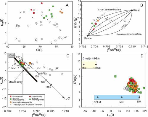 Figure 10. (A) εNd(t) vs. SiO2 diagram for the granitoids of the Baishandong pluton; (B) Whole-rock δ18O and initial 87Sr/86Sr correlation diagram (after James, Citation1981), Whole-rock δ18O ratios were calculated based on the formula proposed by Valley et al. (Citation1998); (C) Whole-rock εNd(t) vs. (87Sr/86Sr)i after (Zindler et al. Citation19862007b) for the Baishandong pluton; (D) Zircon δ18O vs. εHf(t). The εHf(t) values of depleted mantle, the SCLM beneath the NCC, mixed mantle, and ancient crust are +16.2, ﹣8 (Guan et al. Citation2012),+6, and﹣16, respectively. The ?18O of ancient crust and mantle are +9.5 ± 0.5‰ (average of 2.5 Ga and 1.8 Ga crust) and + 5.3 ± 0.3‰ (Brown Citation1994) .