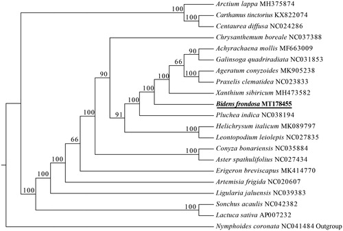 Figure 1. The maximum-likelihood (ML) analysis of 20 species of Asteraceae and one species of Menyanthaceae as outgroup based on chloroplast genome sequences. Numbers near the nodes mean bootstrap support values.