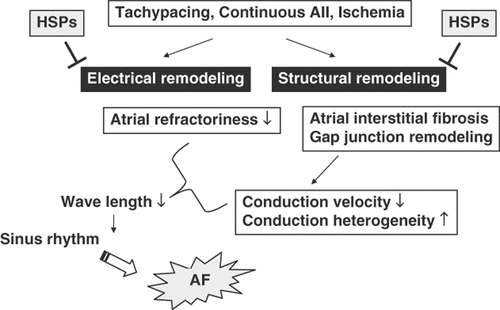 Figure 4. Tachypacing, continuous infusion of angiotensin II (AII), and ischaemia induce electrical remodelling and structural remodelling in atria. This results in a reduction in wavelength, which is a substrate for the development and progression of atrial fibrillation (AF). Induction of HSPs can prevent atrial remodelling.