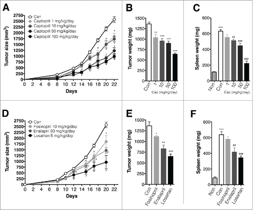 Figure 2. ACE is and AGTR1 antagonist attenuate tumor growth in a murine tumor model. (A)–(C) Effect of captopril on tumor growth. n = 10–15 mice for each group. (A) Growth curve for tumors in control and captopril-treated mice. *p < 0.05 compared to controls. (B) Tumor weight in control and captopril-treated mice. **p < 0.01; ***p < 00.001 compared to controls. (C) Spleen weight in control and captopril-treated mice. ***p < 0.001 compared to non-tumor-bearing mice; ##p < 0.01; ###p < 0.001 compared to controls. (D)–(F) Effect of AngII inhibition on tumor growth. n = 5–10 mice for each group. (D) Growth curve for tumors in control and AngII inhibitor-treated mice. *p < 0.05 compared to controls. (E) Tumor weight in controls and AngII inhibitor-treated mice. *p < 0.05; **p < 0.01; ***p < 0.001 compared to controls. (F) Spleen weight in control and Ang II inhibitor-treated mice. ***p < 0.001 compared to non-tumor-bearing mice; ##p < 0.01; ###p < 0.001 compared to controls. All results are shown as means ± SEMs.