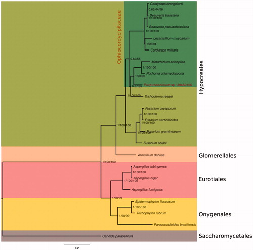 Figure 1. The UdeA0106 phylogenetic analysis of its 14 mitochondrial genes through ML and BI. Internal supports belong to posterior probability values and Bootstrap. As an external group, C. parapsilopsis was used. Accession numbers of fungi: P. chlamydosporia KF479445, M. anisopliae AY884128, B. bassiana NC_022708, C. brongniartii NC_011194, L. muscarinum AF487277, C. militaris NC_022834, H. jecorina AF447590, F. solani NC_016680, F. graminearum NC_009493, F. verticilloides NC_016687, F. oxysporum AY945289, V. dahliae DQ351941, A. fumigatus JQ346809, A. niger NC_007445, A. tubingensis NC_007597, T. rubrum NC_012824, E. floccosum NC_007394, P. brasiliensis NC_007935, C. Parapsilopsis NC_005253.