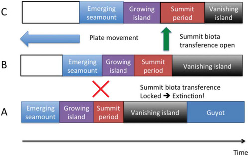 FIGURE 2. Inexistence of an A–B peak period implying no summit biota transference possible and thus extinction, versus B–C peak period implying summit biota transference. A, B, and C are different islands from a given hot-spot archipelago.