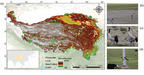 Figure 1. Location of the study area. The colored points are emergence sites of G nigricollis. (a) shows the distribution of species points, (b), (c) and (d) are photographs of G nigricollis in the field.