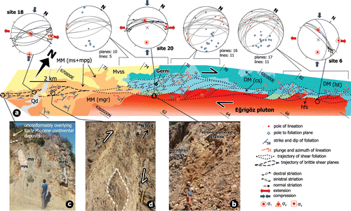 Figure 6. (a) Detailed structural map of the Gerni shear zone north of the Eğrigöz pluton including stereoplots of foliation/lineation data from the mylonitic shear zone and the overprinting brittle fault sets. Refer to Figure 2 for location of fault sites. (b) Brittlely deformed contact zone between the Eğrigöz granite and the hornfels mylonites. (c) Strongly brecciated metamorphic slices of the Menderes Massif within the Gerni shear zone, which is unconformably overlain by thick Miocene fluvial sedimentary sequence belonging to the basal parts of the Akdağ volcanic unit. The view is looking towards the north-east. (d) A mesoscopic-scale dextral shear zone associated with the Gerni shear zone, which cut the mica schists of the Menderes Massif. Outcrop view is subhorizontal to the surface ground. hfs: hornfels, ms: mica-schist, mrb: marble, MM: Menderes Massif, mgr: metagranite, ms: mica schist, mpg: metapegmatoids, DM: Dağardı Mélange, cs: clastic sediments, lst: recrystallised limestone, Mvss: Miocene volcano-sedimentary succession, Qd: Quaternary deposits.