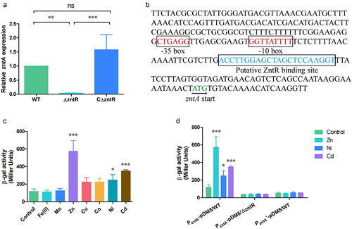 Figure 9. ZntR positively regulates zntA expression in V. parahaemolyticus. (A) Quantitative real-time PCR analysis of zntA expression in the WT, ΔzntR, and CΔzntR strains grown in TSB. Results represent the means and standard deviations from three independent experiments. Significance was determined using one-way analysis of variance along with Bonferroni’s posttest. ns, no significant difference; **, p < .01; ***, p < .001. (B) A putative ZntR binding site was recognized in the promoter region of zntA (PzntA) by RegPrecise. (C) β-galactosidase activities of the WT strain harboring the PzntA-pDM8 plasmid. The strain in the early exponential phase was treated with H2O (control), 1 mM FeSO4, 1 mM MnSO4, 0.5 mM ZnSO4, 1 mM CuSO4, 0.5 mM CoSO4, 1 mM NiSO4, or 125 μM CdSO4 for 15 min. Thereafter, the bacterial cells were harvested for measuring the β-galactosidase activities. (D) β-galactosidase activities of the WT and ΔzntR strains harboring either PzntA-pDM8 or PzntA’-pDM8. The strains in the early exponential phase were treated with H2O (control), 0.5 mM ZnSO4, 1 mM NiSO4, or 125 μM CdSO4 for 15 min. Thereafter, the bacterial cells were harvested for measuring the β-galactosidase activities. Results represent the means and standard deviations from four independent experiments. Significance between the treated sample and control was determined using one-way analysis of variance along with Bonferroni’s posttest. ns, no significant difference; *, p < .05; ***, p < .001.
