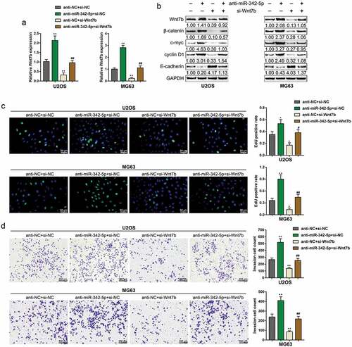 Figure 4. Dynamic effects of miR-342-5p and Wnt7b on OS cells