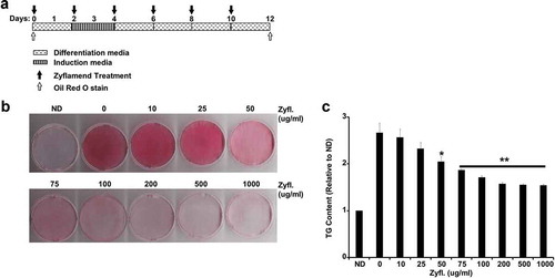 Figure 1. Dose Dependent Effect of Zyflamend on 3T3-MBX adipocyte differentiation. (a) An overview of the experimental design and the differentiation procedure. 3T3-MBX were differentiated in the presence of increasing doses of Zyflamend for 12 days. Cells were fixed and stained with Oil Red O. (b) Oil Red O staining of non-differentiated (ND; Day 1 of differentiation), fully differentiated adipocytes (0 μg/ml; day 12 of differentiation), and cells treated with the indicated concentrations of Zyflamend for 12 days. (c) Oil Red O stain was extracted, and its absorbance (520 nm) was quantitated. Bar graph represents data from six independent experiments, and are expressed as mean + SEM. *p < 0.05, **p < 0.01 indicate significant difference between non-treated and Zyflamend-treated cells