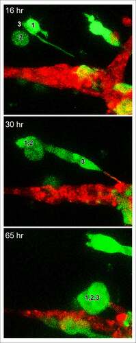 Figure 6. A second, higher magnification example of an LSCM image of a MB-231 filopodium directed toward a HUVEC network, cell aggregation (cells 1,2,3) prior to contact with the network, and a protrusion by the targeted HUVEC cell in response to the MB-231 filopod. Time sequence between 16 and 65 hours of incubation. Green, MB-231 cell; red, HUVEC network