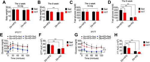 Figure 1 Effect of the ketogenic diet and the ketogenic diet coupled high-intensity interval on body weight and glucose homeostasis in diabetic mice. The analysis of body weight (A) before the intervention, (B) after 8-week HIIT intervention; fasting blood glucose (C) before the intervention, (D) after HIIT intervention; (E, F) glucose tolerance test, and (G, H) insulin tolerance test, after HIIT intervention. Data were presented as means ± SD (n=6 each group) and *P <0.05, **P <0.01, compared to Db+HFD+Sed group, no sig. indicates no significance.