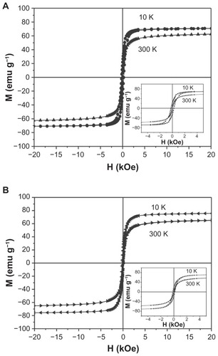 Figure 5 Hysteresis loops of 6-nm Fe3O4 nanoparticles (A) and PEG-PCL-SPIONs (B) measured at 300 K and 10 K.Abbreviation: PEG-PCL-SPIONs, poly(ethylene glycol)-poly(ɛ-caprolactone) superparamagnetic iron oxide nanoparticles.