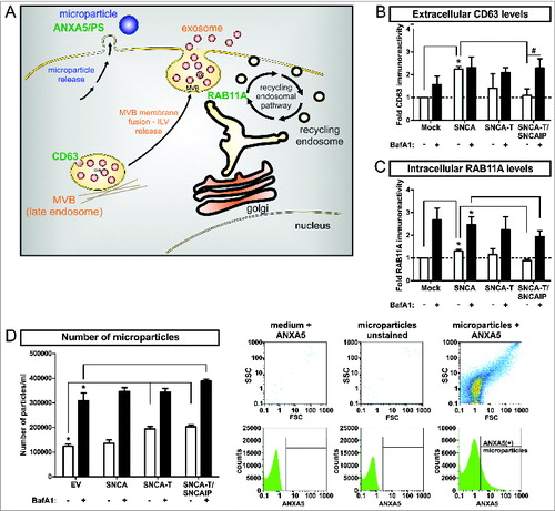 Figure 10. Modulation of nonclassical secretory pathway by BafA1 treatment in H4 cells expressing low-aggregating SNCA and high-aggregating SNCA-T. (A) Scheme of markers for distinct nonclassical secretory pathways including exosome release, endocytic recycling pathway, and microparticle shedding. MVBs = multivesicular bodies, ILVs = intraluminal vesicles, PS = phosphatidylserine (B) Quantification of extracellular CD63 levels in the medium of H4 cells expressing low-aggregating SNCA and high-aggregating SNCA-T and SNCAIP compared to control cells (mock) by dot blot analysis. Cells have been treated with or without 200 nM BafA1 for 12 h. (C) Quantification of RAB11A expression in H4 cell lysates expressing low-aggregating SNCA and high-aggregating SNCA-T and SNCAIP -/+ BafA1 treatment. (D) Left: FACS analysis of released microparticles by transfected H4 cells -/+ BafA1 using a FITC-labeled ANXA5 antibody. Right: Representative scatter plots and histograms showing medium with ANXA5 as control for background signals, unstained microparticles to exclude auto fluorescence and microparticles stained for ANXA5 as positive control defining gating criteria. All values are mean + s.e.m; differences are significant at (*) P < 0.01 and at (#) P < 0.05.