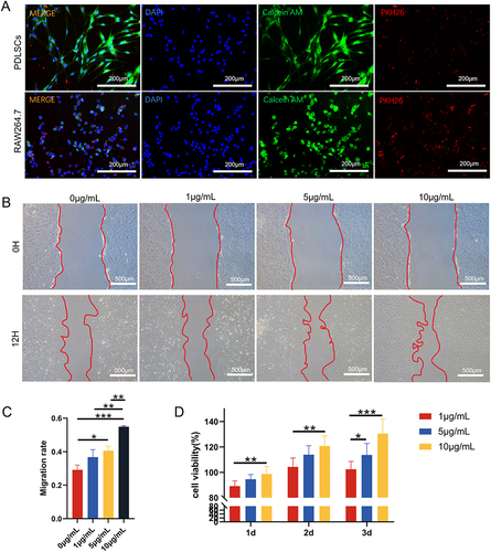 Figure 2 The uptake of exosomes by PDLSCs and RAW264.7 cells and the effects of different concentrations (0, 1, 5, 10 µg/mL) of DPSC-EXO on the proliferation and migration of PDLSCs. (A) DPSC-EXO were endocytosed by PDLSCs and RAW264.7 cells. (B) The wound healing assay showed that DPSC-EXO promoted the migration of PDLSCs in a concentration-dependent manner. (C) Quantitative analysis of the wound healing assay. (D) CCK8 assay showed that DPSC-EXO promoted cell proliferation. (*p<0.05, **p<0.01, ***p<0.001, n=3).