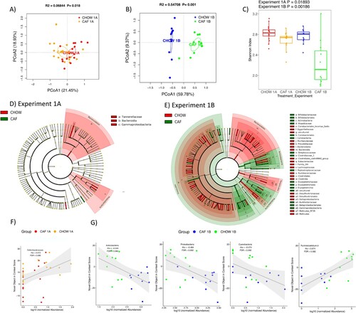 Figure 6. Gut microbiome following adolescent cafeteria diet consumption. (A and B) PCoA plots of CAF-exposed rats gut microbiomes when analyzed either in Experiment 1A (no healthy dietary intervention) or in Experiment 1B (after healthy dietary intervention). Ellipses indicate 95% confidence limits. R2 and P are from PERMANOVA tests. (C) Shannon index of CAF-exposed rats gut microbiomes either before or after healthy dietary intervention. The differences were tested with Wilcoxon tests. (D and E) Significant differential taxa between treatment and chow-fed rats at phylum to species level (Wilcoxon test, FDR<0.1) are highlighted on the phylogenetic trees of all taxa identified in this study. An FDR cutoff of 0.1 was used here for visualization. (F) The correlation plots of Deferribacteraceae in Experiment 1A, Proteobacteria, Actinobacteria (phylum), Cyanobacteria and Ruminiclostridium in Experiment 1B with NOIC performance (% shift from baseline discrimination index on test day) across CAF and CHOW samples. Spearman’s correlation was used for the analysis and P-values were corrected for multiple hypotheses testing with the Benjamini-Hochberg method. CHOW: chow-fed; CAF: cafeteria diet; PCoA: Principal Coordinate Analysis; FDR: false discovery rate; rho: Spearman’s ρ.