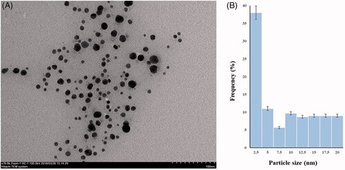 Figure 4. (A) TEM image of AgNPs, (B) The size distribution of particles in TEM images.