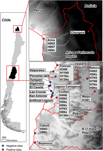 Fig. 1 Location of surveillance sites in Chile.Positive sites are in red while negative sites are in blue. Subtypes obtained at each site are indicated in callout boxes