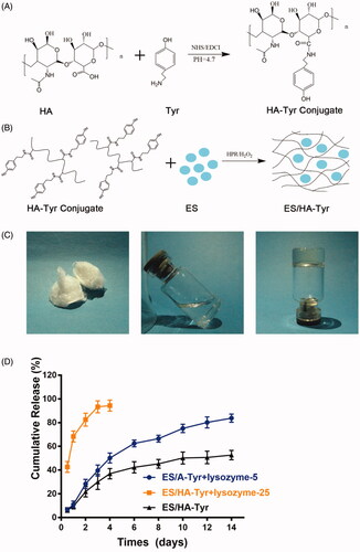 Figure 1. ES-HA-Tyr hydrogel formation process and release in vitro. (A) Synthesis of HA-Tyr conjugates. (B) Schematic representation for the synthesis of ES-HA-Tyr hydrogel. (C) Characterization of the injectable HA-Tyr hydrogel drug: the morphology of HA-Tyr after freeze-drying (C-left). A mixture of HA and ES before catalysis by HRP and H2O2 (C-middle). ES/HA-Tyr hydrogel formed after catalysis by HRP and H2O2 (C-right). (D) Cumulative release of ES from ES/HA-Tyr, ES/HA-Tyr + lysozyme-5, and ES/HA-Tyr + lysozyme-25. Data are expressed as means ± SD (n = 3). SD: standard deviation.