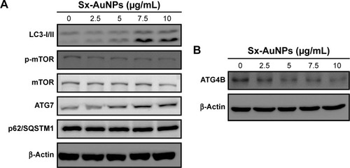 Figure 9 Sx-AuNPs trigger autophagy signaling molecules in C666-1 cells.Notes: (A) Cells were treated with Sx-AuNPs (0–10 µM) for 24 hours, and then conversion of LC3-I to LC3-II was determined by Western blotting. Dose-dependent changes in the expressions of p-mTOR, mTOR, p62/SQSTM1, and ATG7 in response to Sx-AuNPs were monitored by Western blotting. β-Actin was used as a loading control. (B) Sx-AuNPs inhibited ATG4B protein levels.Abbreviations: AuNP, gold nanoparticle; Sx, Solanum xanthocarpum.