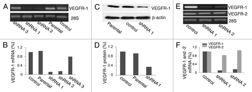 Figure 2. VEGFR-1 shRNA1 and shRNA2 efficiently knocked down VEGFR-1 expression at both mRNA and protein levels in 786-O cells. (A) RT-PCR analysis of VEGFR-1 expression in parental 786-O cells and 786-O cells stably transfected with VEGFR-1 shRNA1, shRNA2, shRNA3, and control shRNA. (B) Densitometry quantification of the RT-PCR results in (A). (C) Protein gel blot analysis of VEGFR-1 expression in parental 786-O cells and 786-O cells stably transfected with either shRNA1 or control shRNA. Protein gel blot of β-actin is included as a loading control. (D) Densitometry quantification of the protein gel blot results in (C). (E) RT-PCR analysis of VEGFR-1 and VEGFR-2 mRNA expression in 786-O cells transfected with control shRNA, VEGFR-1 shRNA1, and shRNA2. RT-PCR of 28S mRNA was included as an internal control. (F) Densitometry quantification of the RT-PCR results in (E).