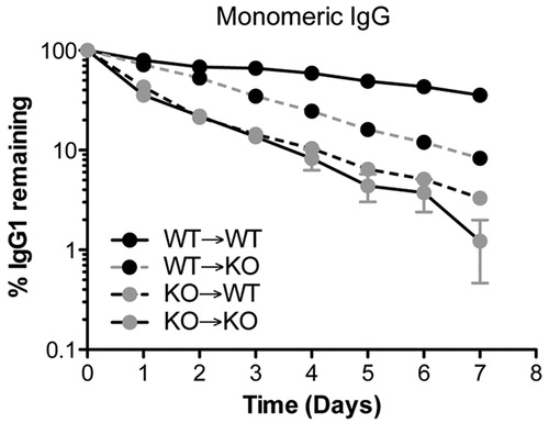 Figure 2. Contribution of the hematopoietic and parenchymal compartment for the protection of monomeric IgG. To assess the contribution of hematopoietic and parenchymal cells to IgG protection, wild-type (WT) and Fcgrt–/– (KO) mice were lethally irradiated and substituted with bone marrow from either WT or Fcgrt–/– mice, and the percentage of a remaining monomeric NIP-OVA mouse IgG was measured over time. Mice in which FcRn was expressed in the hematopoietic compartment (WT → KO) exhibited a higher percentage of remaining IgG compared to mice in which FcRn was limited to the parenchymal compartment (KO → WT), indicating that the contribution of the hematopoietic compartment for IgG protection is greater than that of the parenchymal compartment. Based upon data previously reported by Qiao et al. (Citation2008).