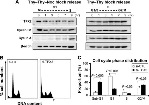 Figure 3 Increase of sub-G1 and reduction of G1 to S phase cells via TPX2 silencing.